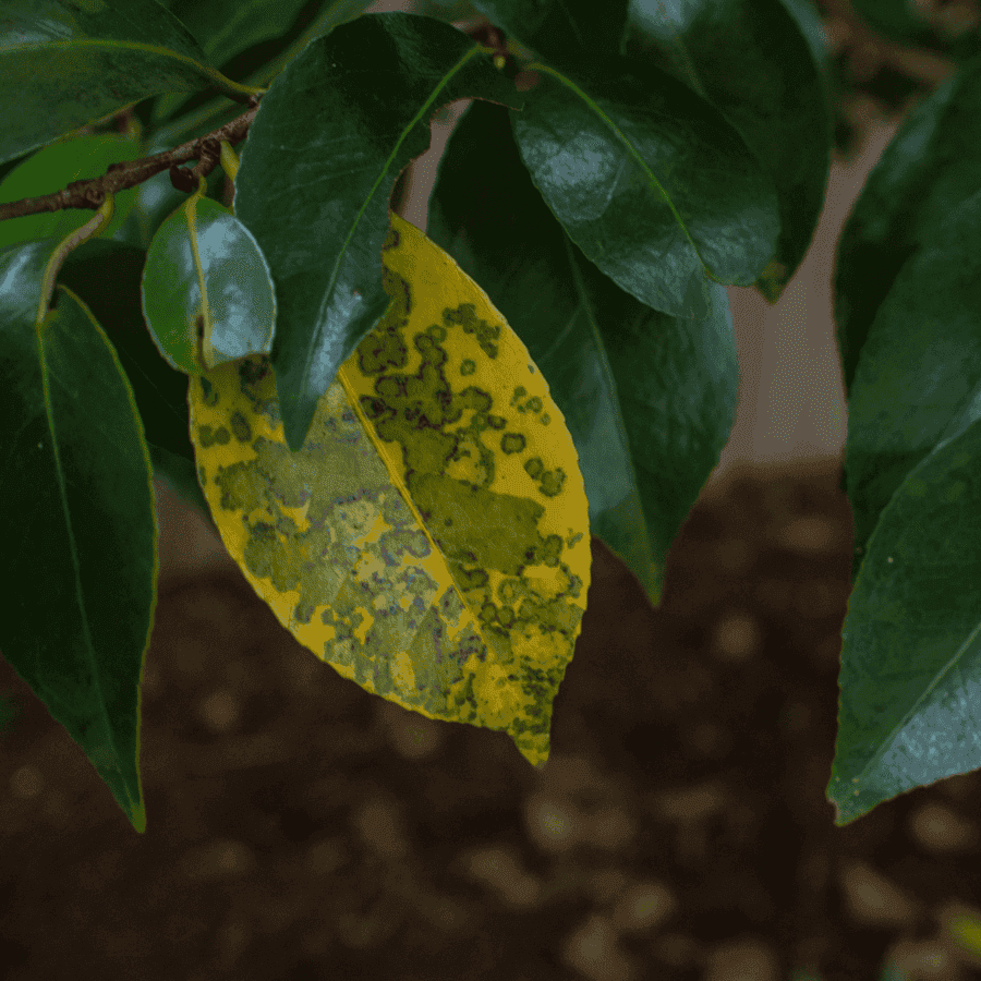 Tree Treatment project in Overland Park