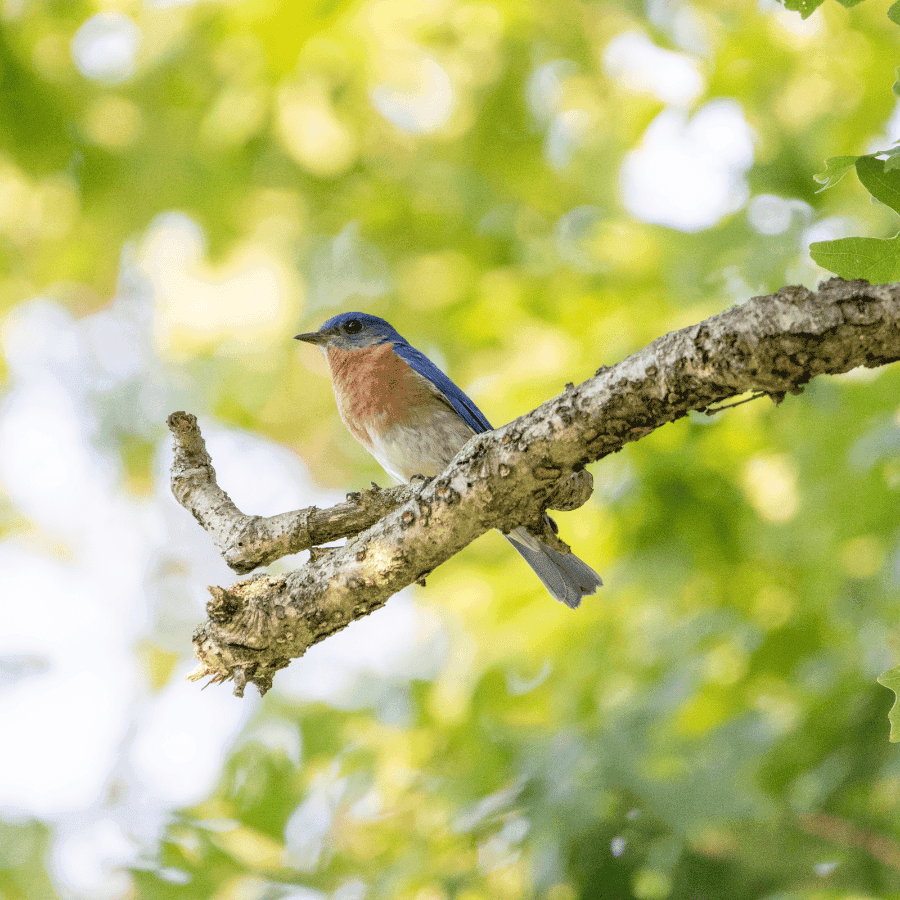 Tree Treatment project in Overland Park