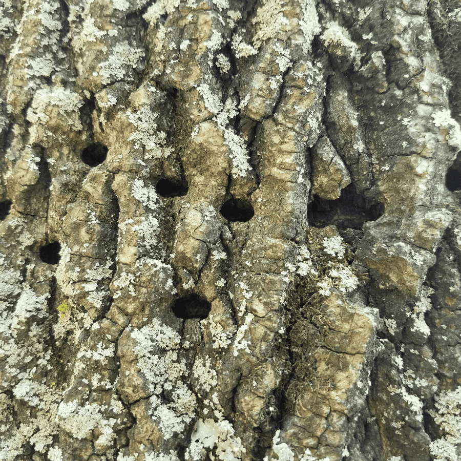 Tree Treatment project in Belton