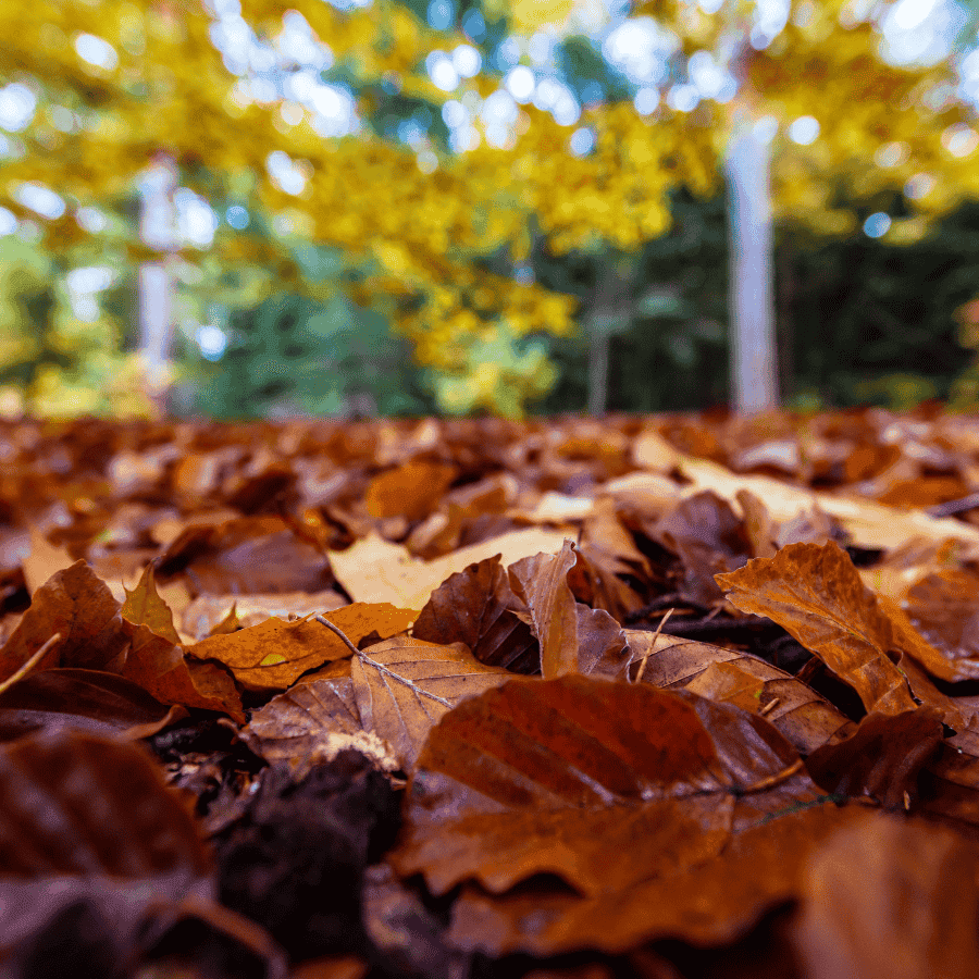 Tree Treatment project in Overland Park
