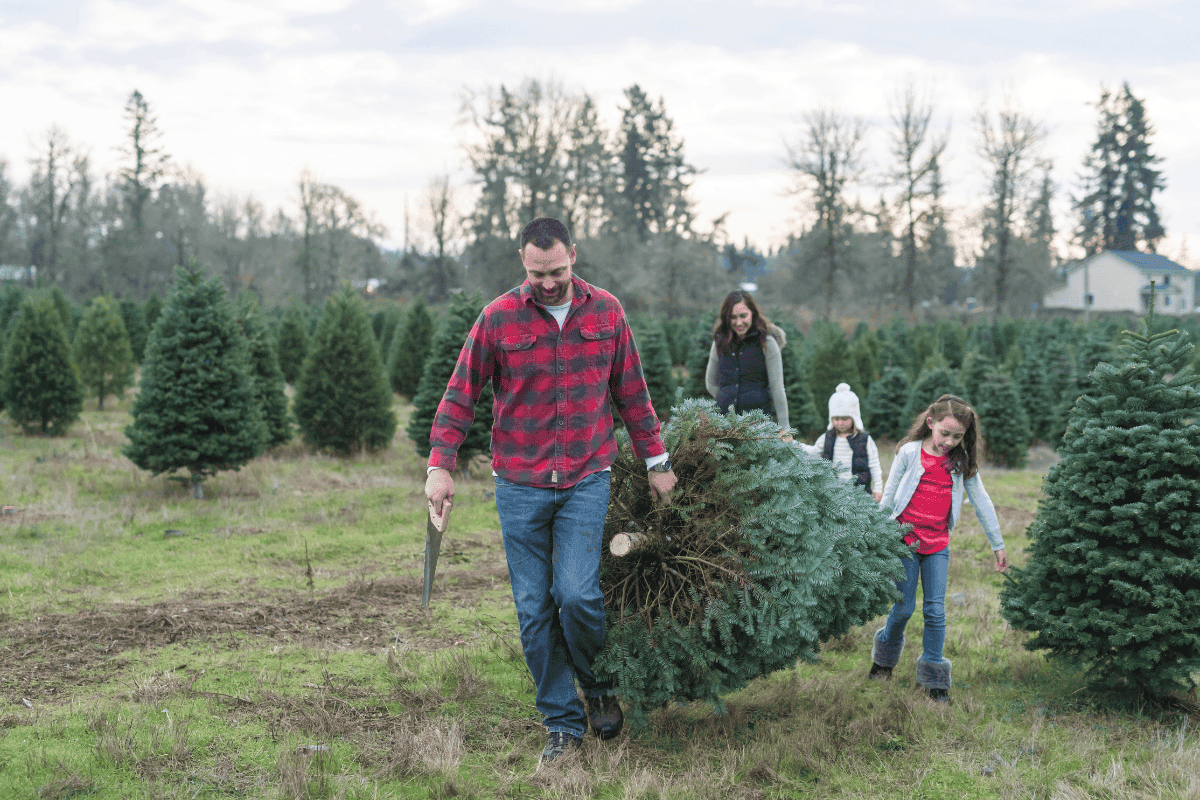 How to Choose a Healthy Christmas Tree in Kansas City This Season