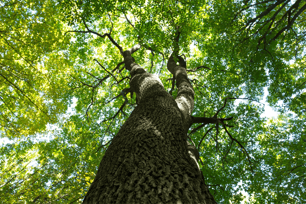 Introducing Our Tree Healthcare Program: Proactive Care for Thriving, Healthy Trees