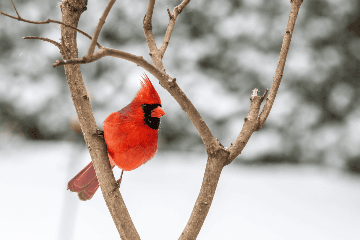 Protecting Trees: Frost Damage, Branch Breakage, and Pests to Watch for in the Kansas City Area