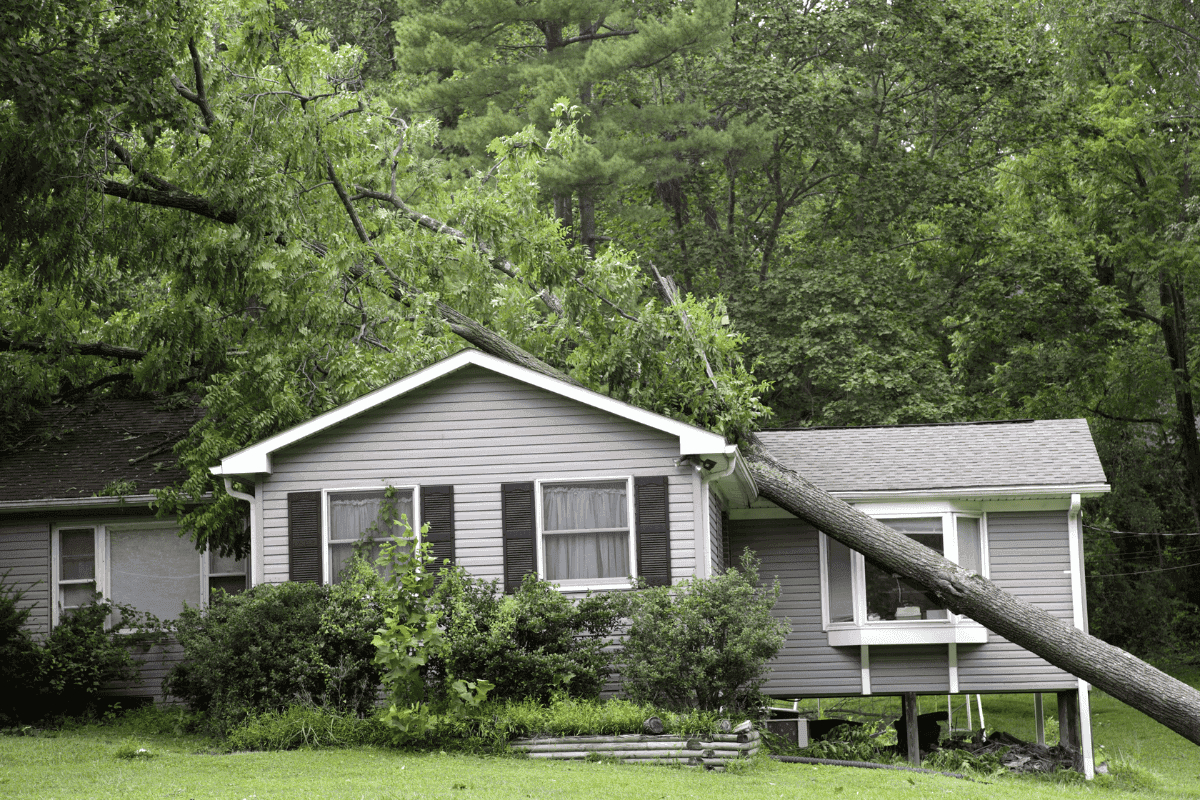 Storm Tree Damage: What to Do & Reasons to Remove a Tree in Kansas City