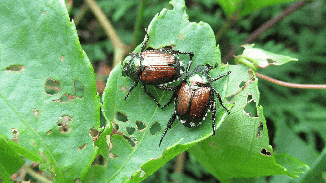 Spring Tree Pests in Kansas City: What Homeowners Need to Watch For