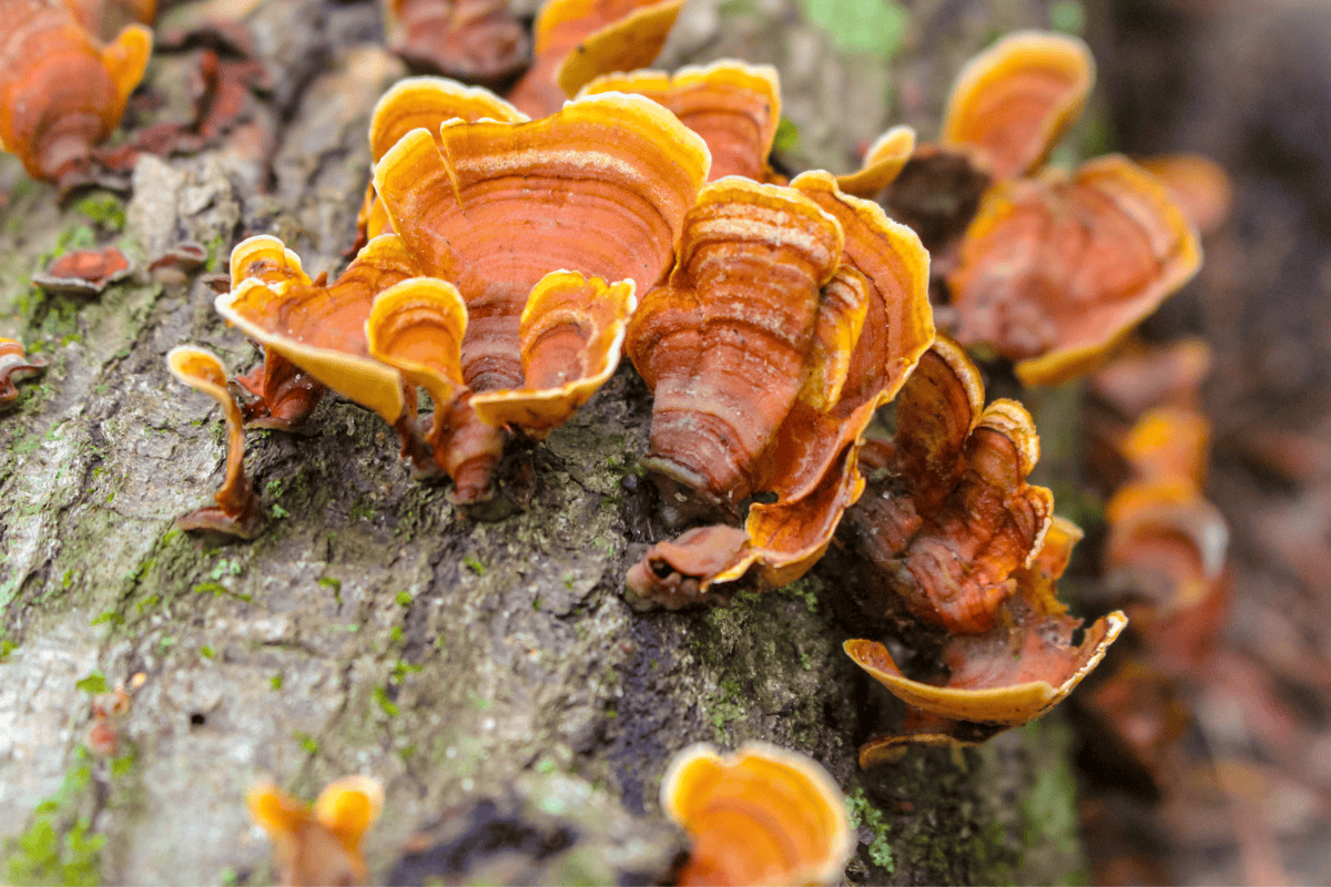 Fungi at the Base? What It Means for Your Tree’s Health