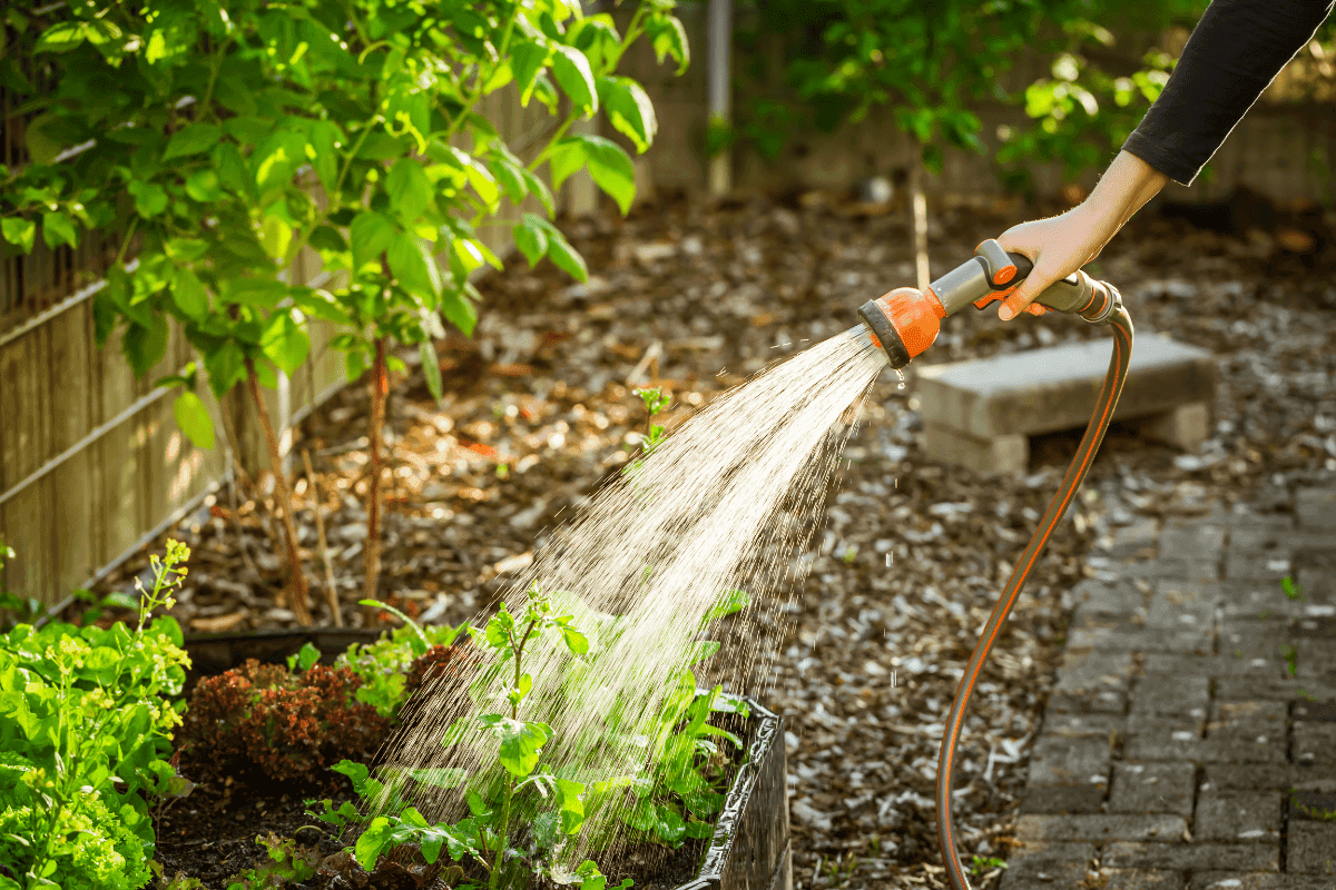 Summer Tree Care Mistakes Homeowners Make (And How to Avoid Them)