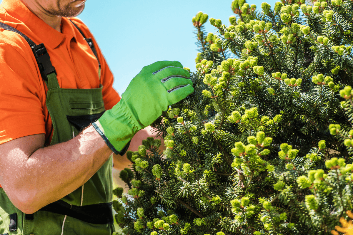 How Our Plant Health Care Program Helps Kansas City Trees Thrive in Summer