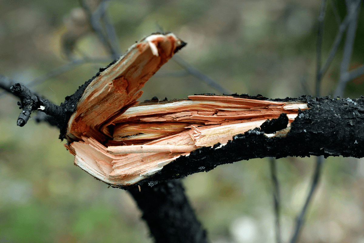 Brittle Trees: What Causes Them and Why It Matters for Your Property