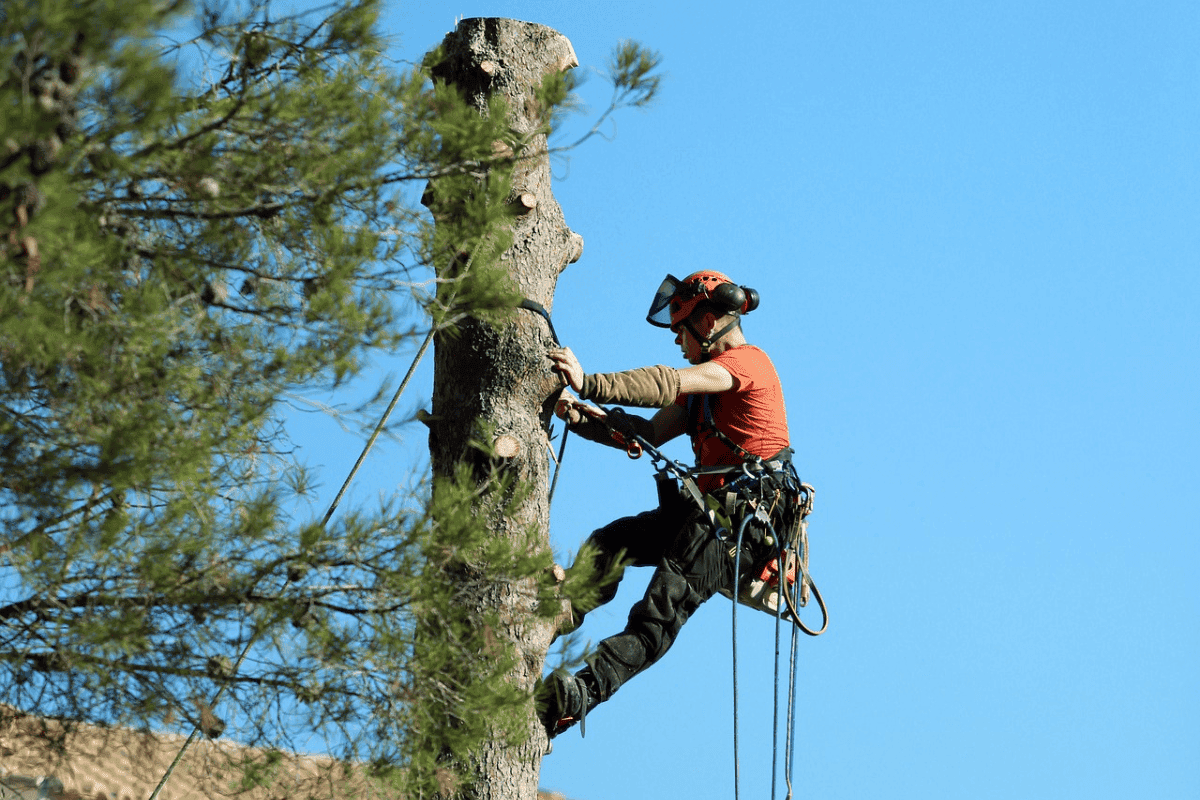 The Benefits of Tree Removal: When Clearing a Tree Makes Sense