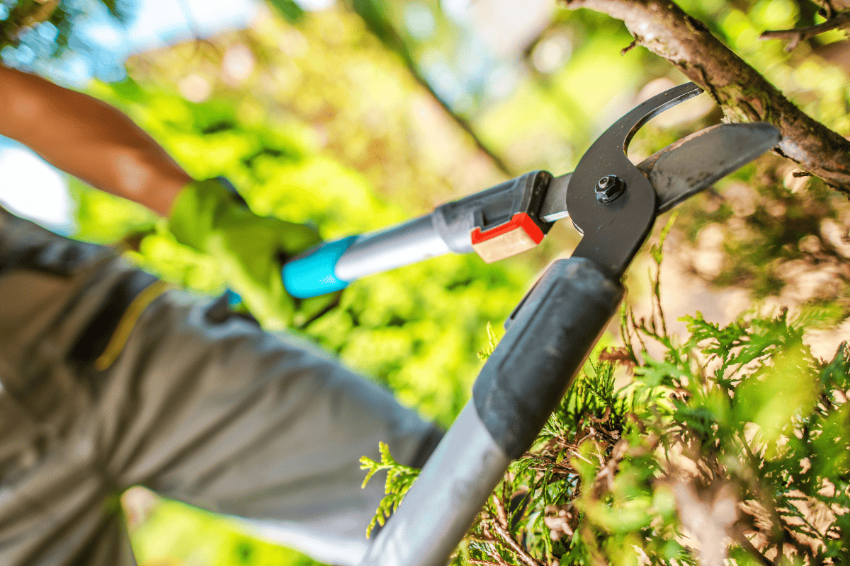 Why Fall Tree Trimming and Pruning Matters in Kansas City