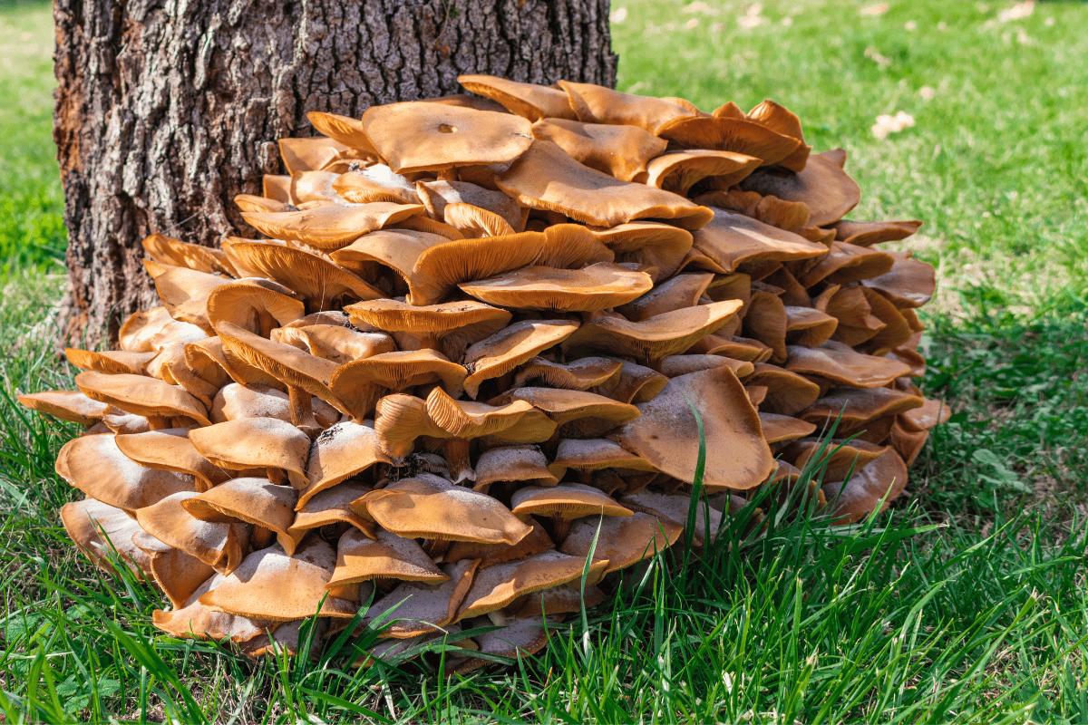 What to Do About Mushrooms or Fungi at the Base of Your Tree This Fall
