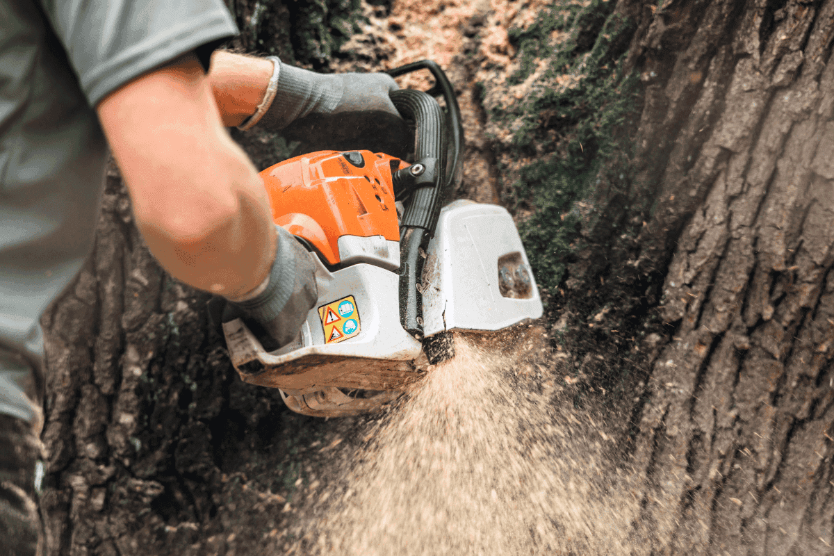 Why Winter Is the Smartest Time to Trim Your Trees in Kansas City