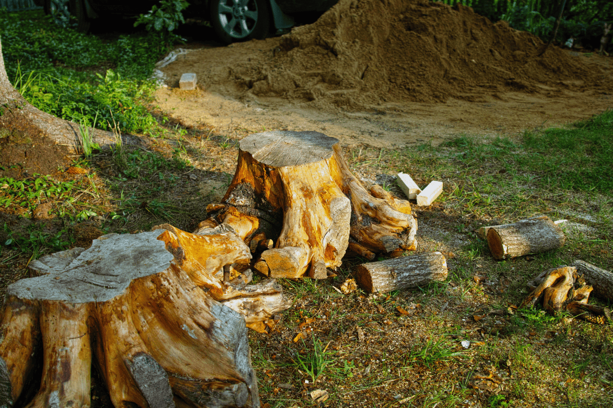 5 Urgent Reasons to Remove a Tree This Winter Before Snow and Ice Make It Worse