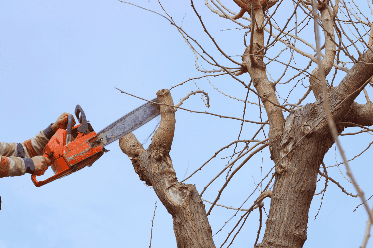 Why Winter Is the Best Time for Tree Removal: Benefits of Off-Season Tree Work
