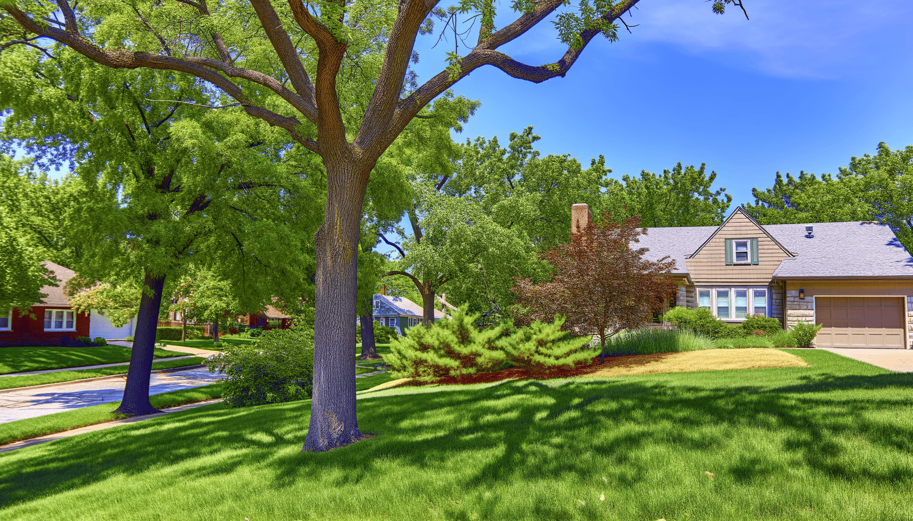 2024 Tree Care Trends in Kansas City