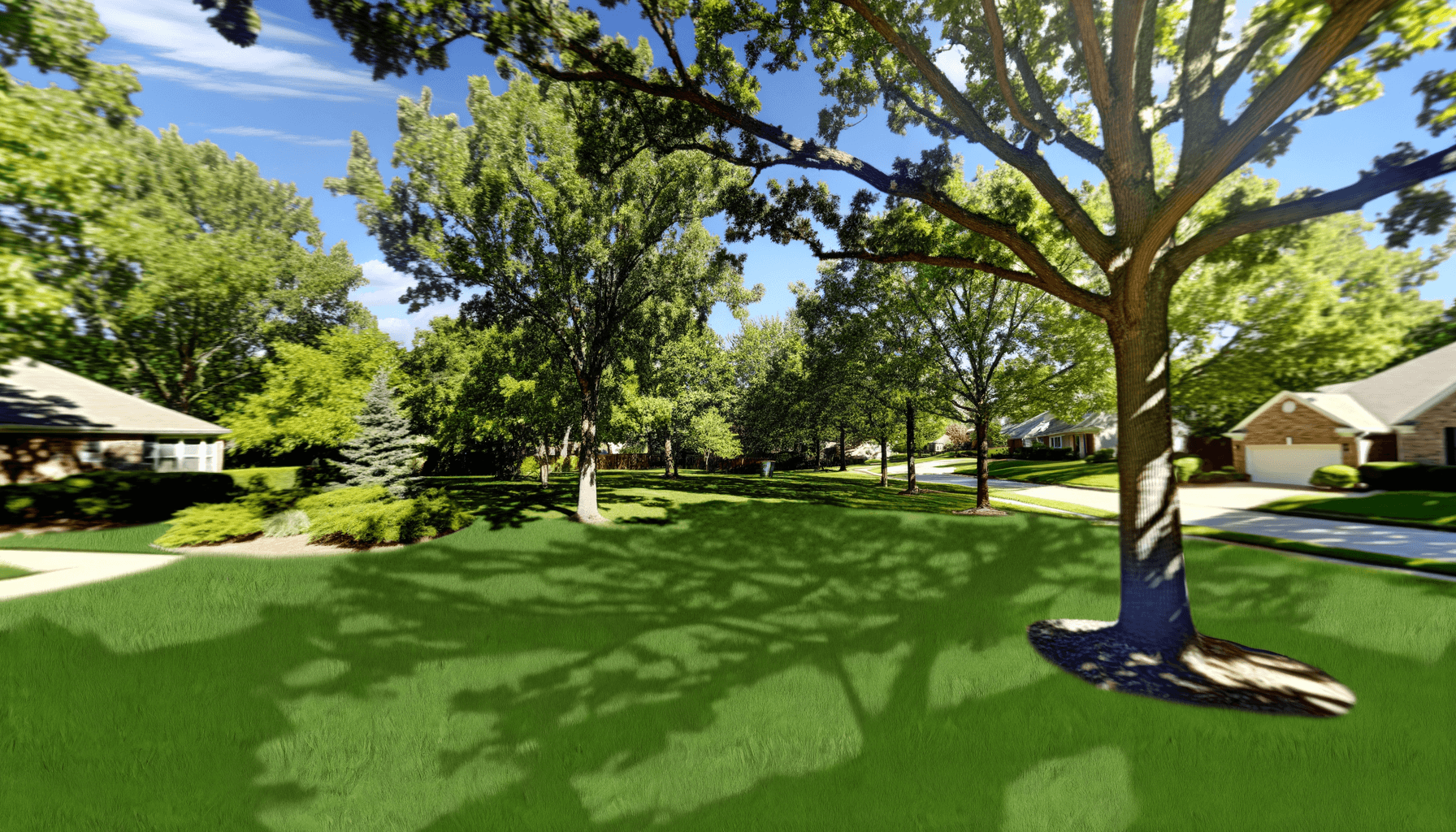 Effective Tree Moisture Management in Kansas City