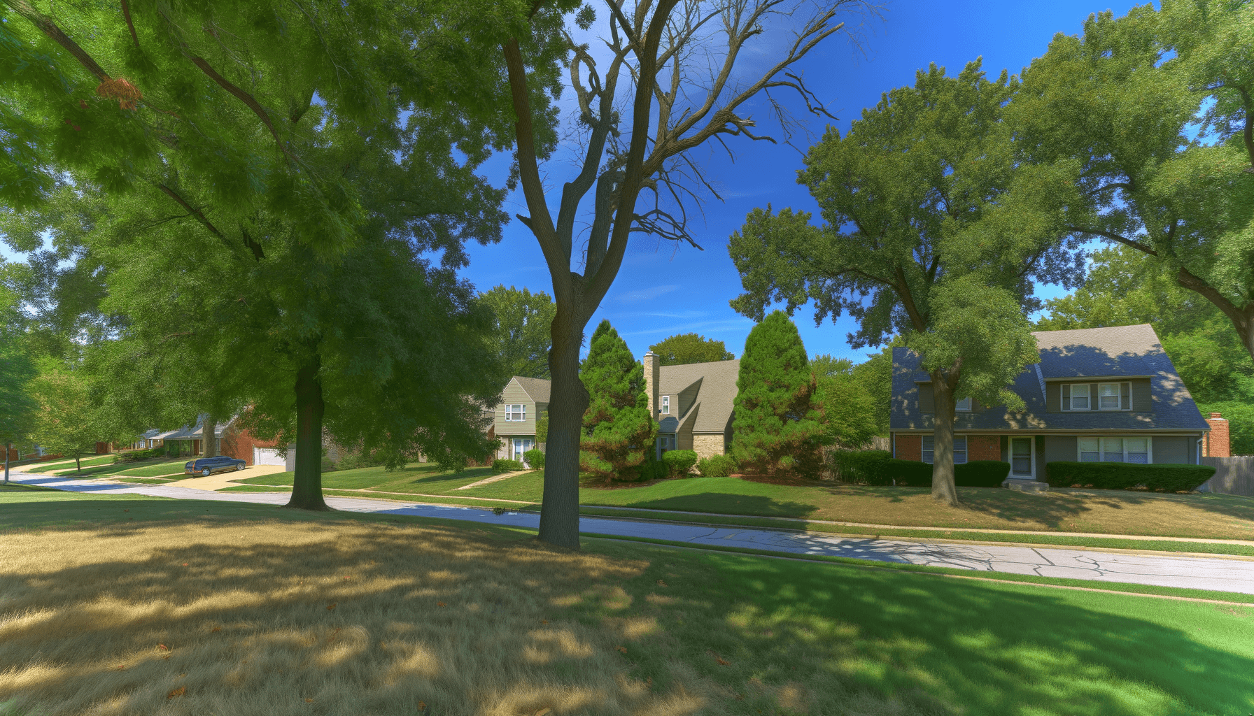 Top 5 Tree Care Myths in Kansas City