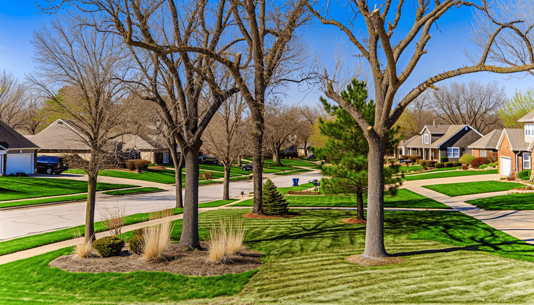 Tree Care Tips for Kansas City Pet Owners
