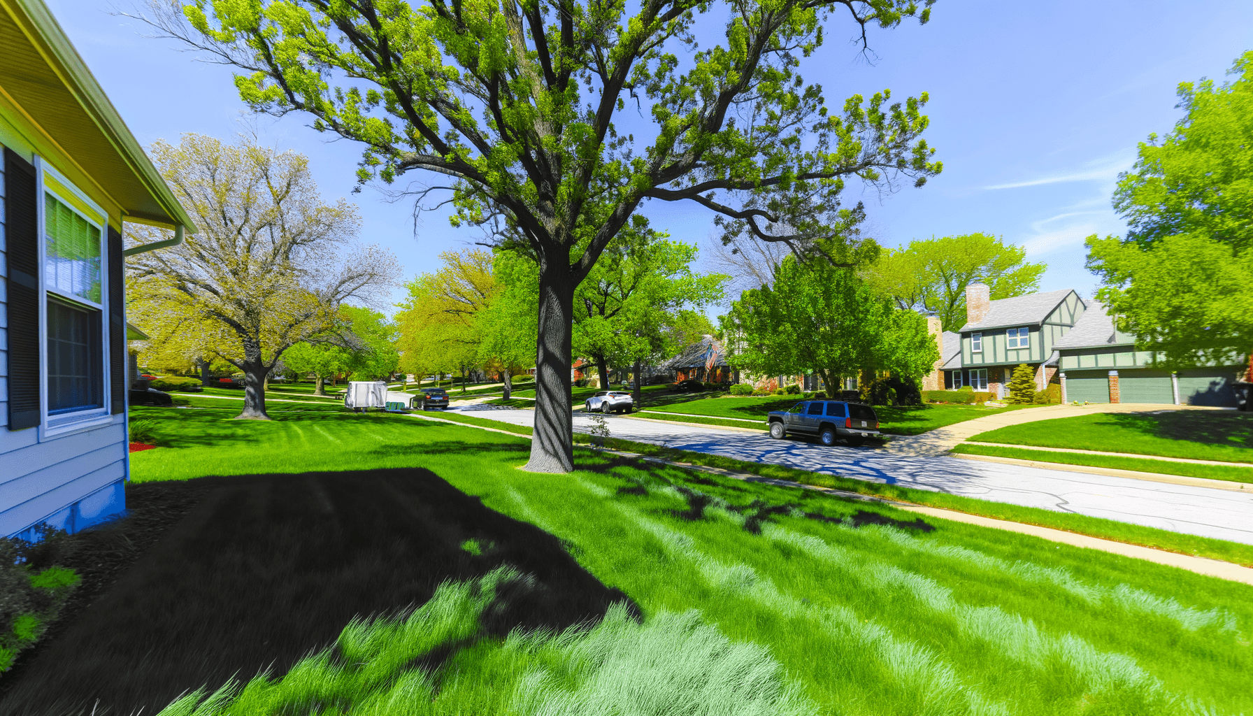 5 Unique Tree Care Tips for Kansas City