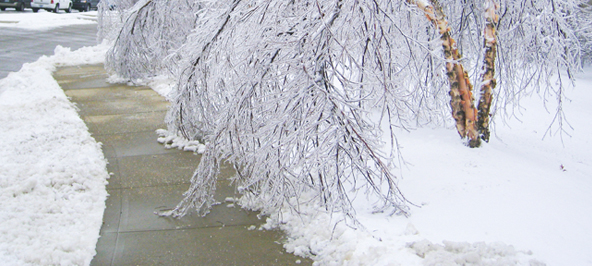 Common Tree Diseases in Kansas City and How to Prevent Them