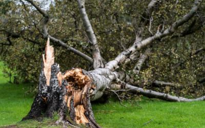 Navigating Storms and Tree Damage in Kansas City: A Comprehensive Guide